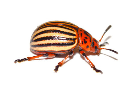 Leptinotarsa decemlineata