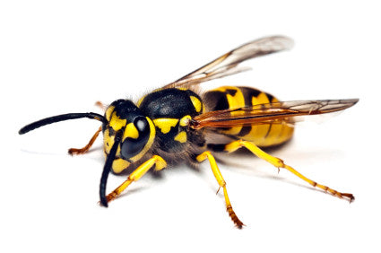 Vespula vulgaris